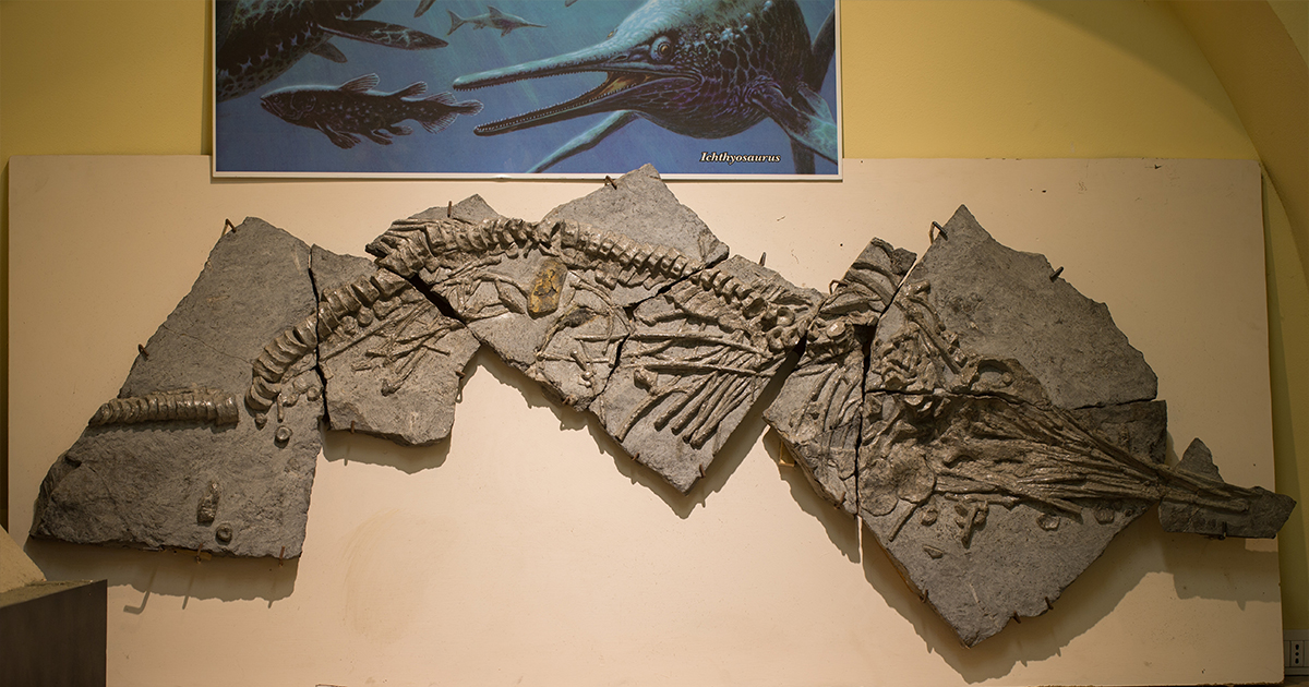 Ichthyosaurs - Museo Storia Naturale Gagliole